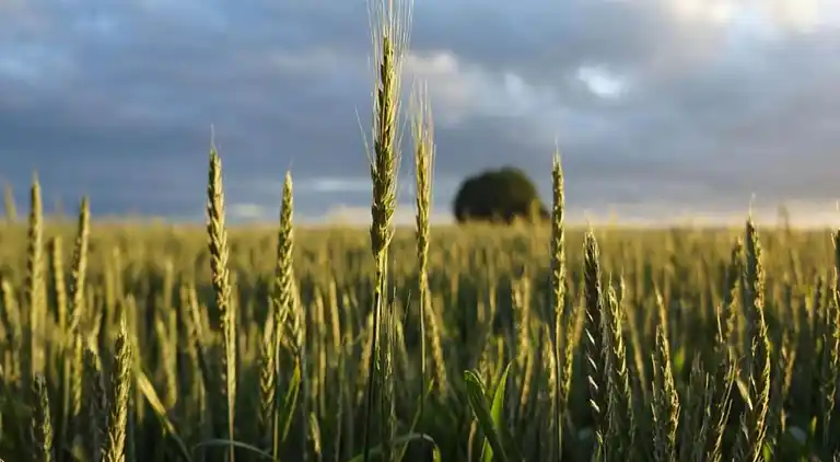 Sommerhus i Musselkanaal
