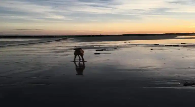 Sommerhus i Breskens