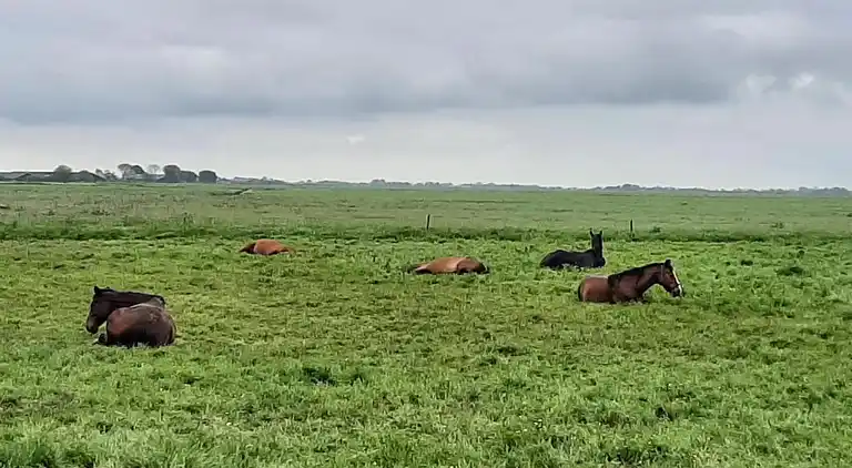 Holiday home in Zoutkamp