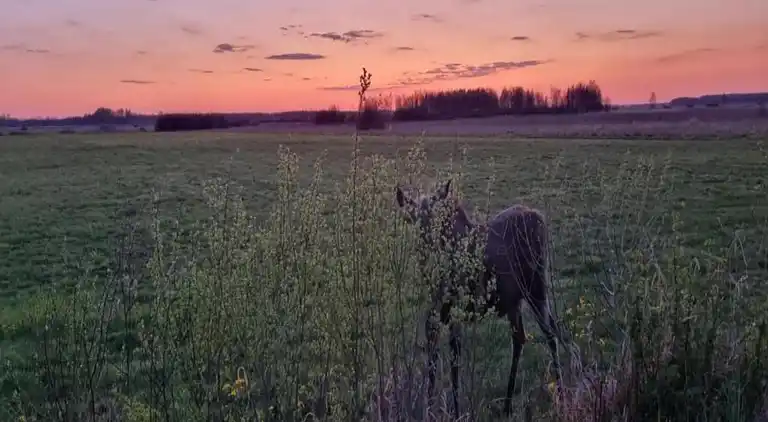 Hytte i Połomin-Kolonia