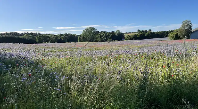Cottage at Nordstrand 