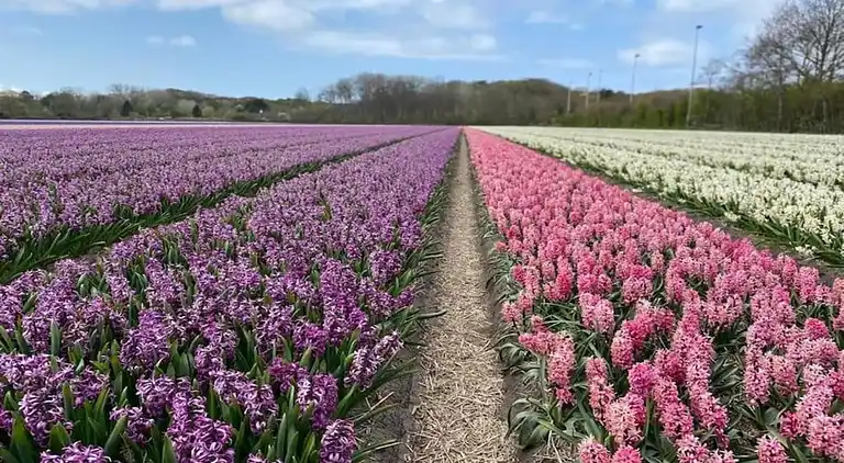 Sommerhus i Tuitjenhorn