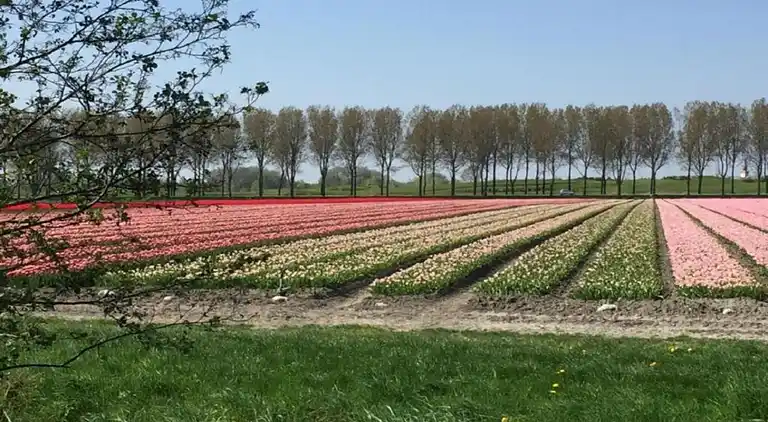 Sommerhus i Tuitjenhorn