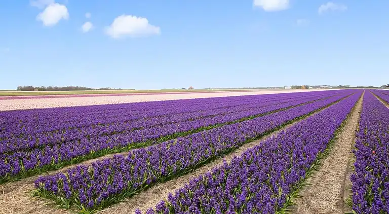 Sommerhus i Tuitjenhorn
