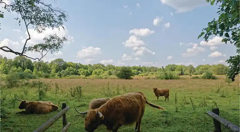 Semesterbostad i Rheezerveen