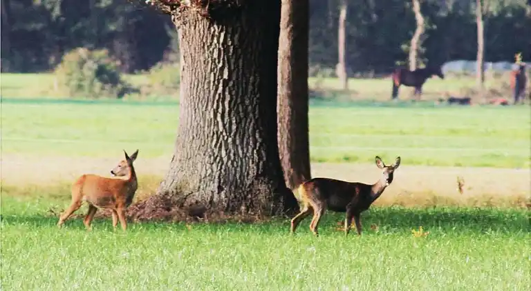 Sommerhus i Rheezerveen