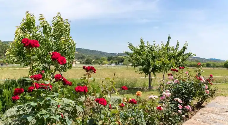 Apartment in Provence