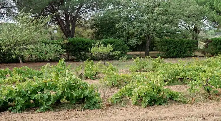 Apartment in Provence