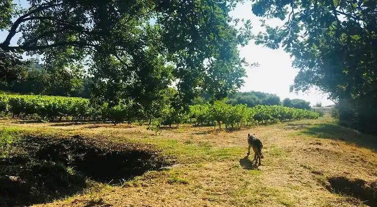 Apartment in Provence