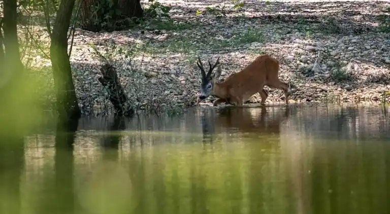 Ferielejlighed i Crikvenica