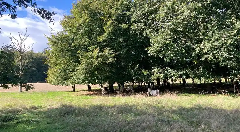 Holiday home in Oudemirdum