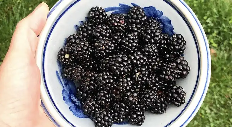 Schönes Ferienhaus mit Meerblick
