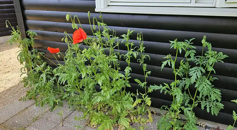 Hyggeligt feriehus kun 300 meter fra Høve Strand