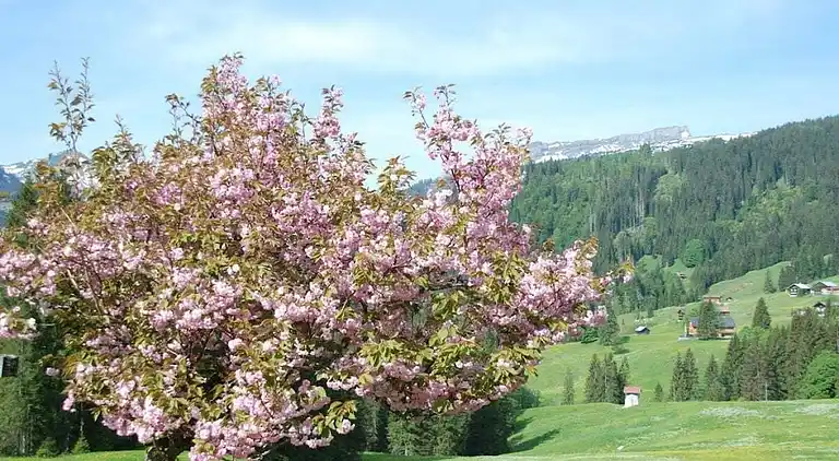 Ferienhaus in Riezlern