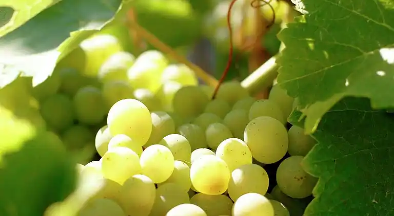 Ferielejlighed i Luzé