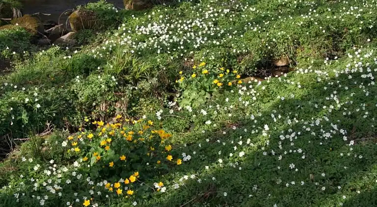 Holiday home in La Haye