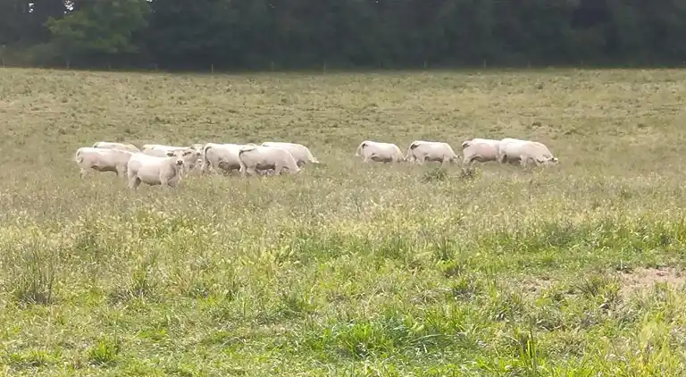 Holiday home in Usseau