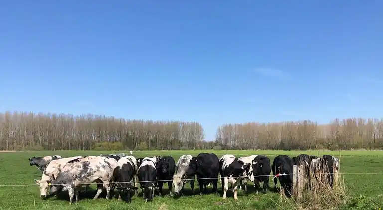 Holiday home in Koewacht