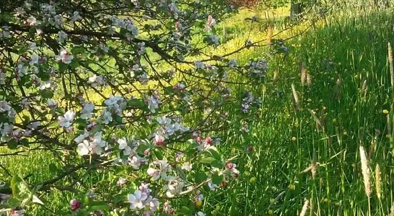 Sommerhus i Robechies