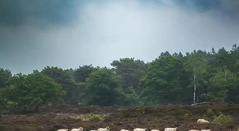 Gårdshus i Fochteloo
