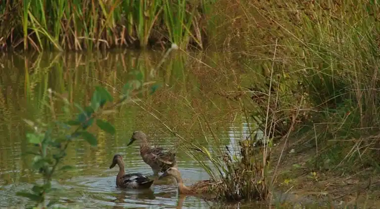 Holiday home in Appelscha