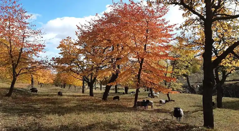 Sommerhus i Černčice