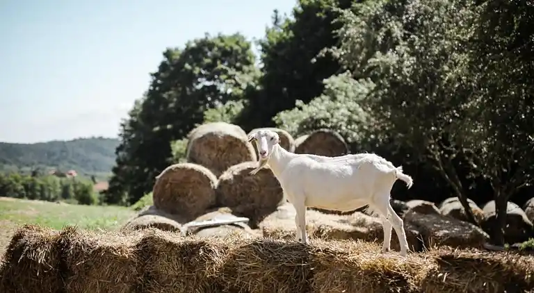 Sommerhus i Černčice