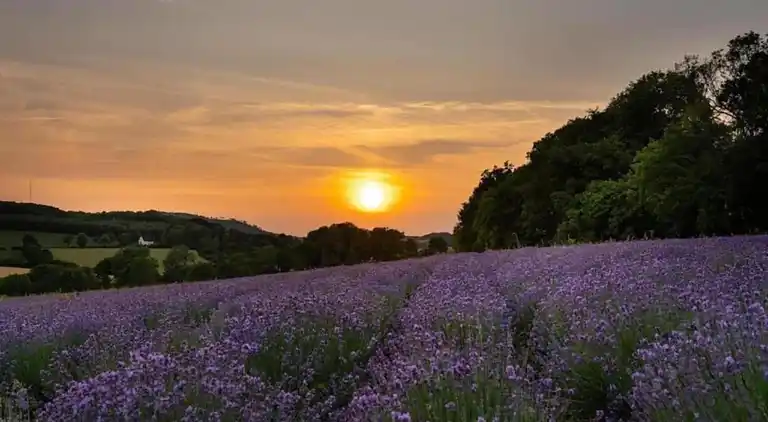Ferielejlighed i Merlsheim