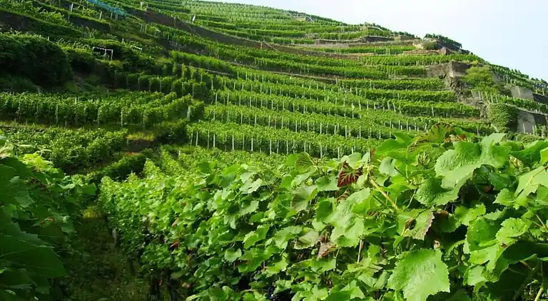 Ferielejlighed i Morscheid-Riedenburg