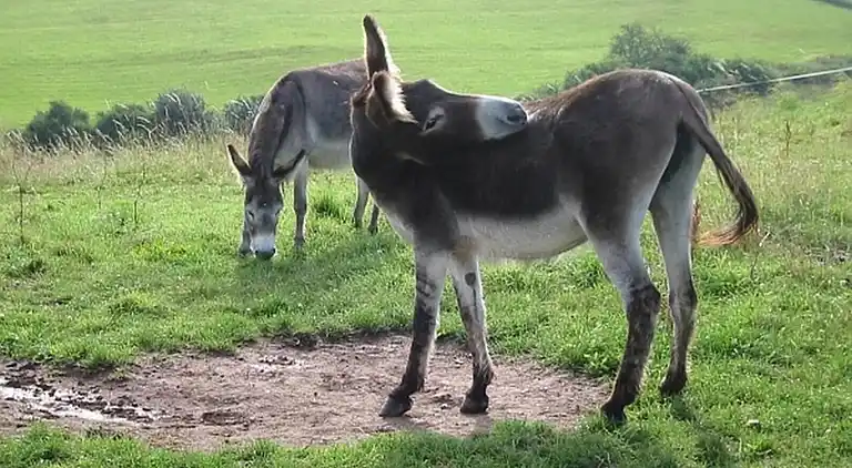 Ferielejlighed i Dingdorf