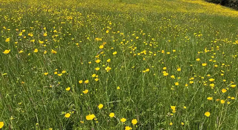 Sommerhus i Salles-la-Source