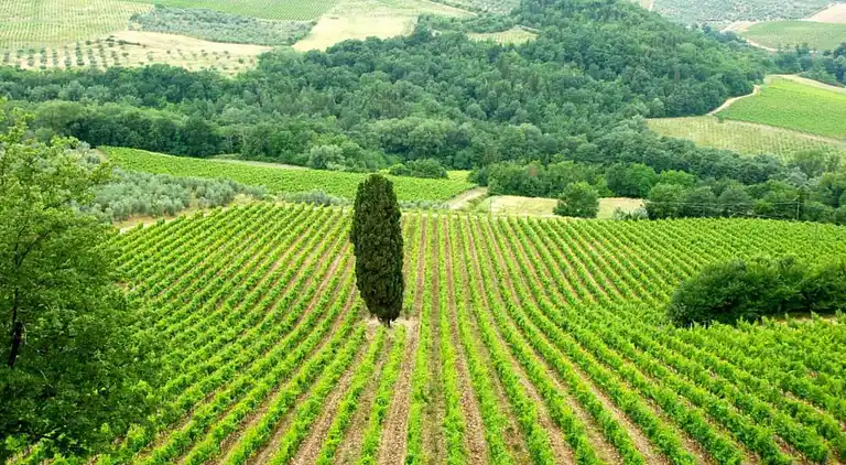 Feriebolig i San Casciano in Val di Pesa