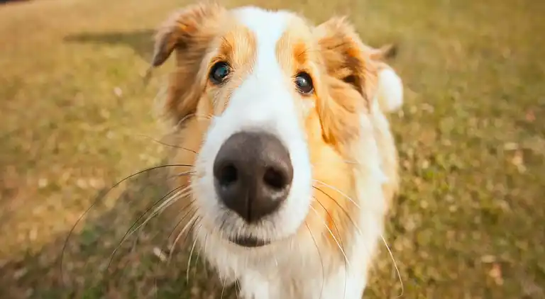Holiday home in Gijverinkhove