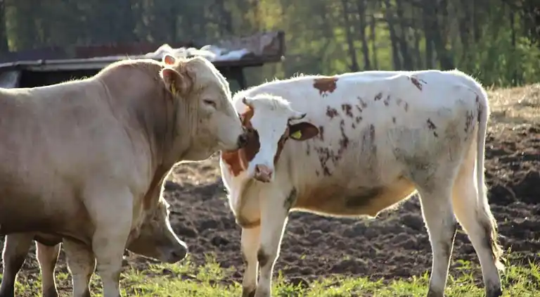 Holiday home in Schmogrow