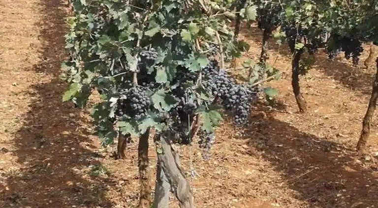 Cottage in Cisternino