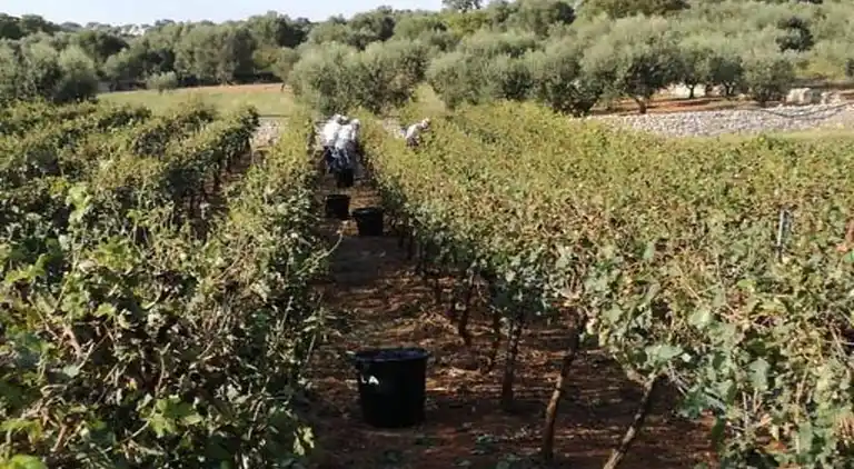 Cottage in Cisternino