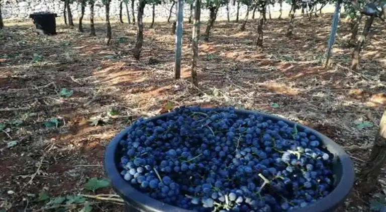 Cottage in Cisternino