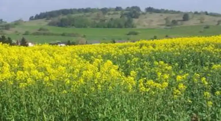 Sommerhus i Feriendorf Lissendorf