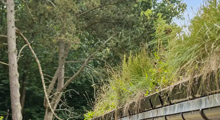 Tømmerhus i Dronningmølle, 150 m til stranden