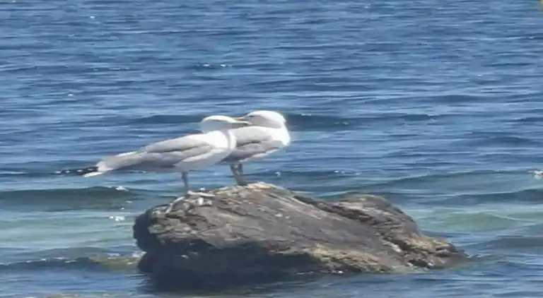 Villa in Saint-Bauzille-de-la-Sylve