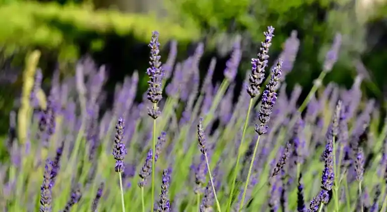 Vakantiehuis in Noves