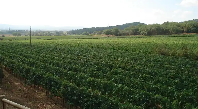 Farm house in Suvereto