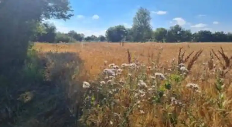 Farm house in Castiglion Fiorentino