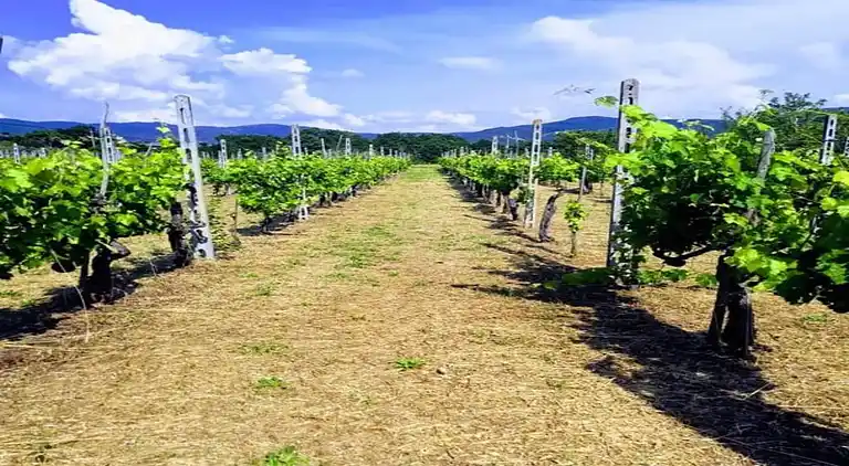 Manor house in Cortona