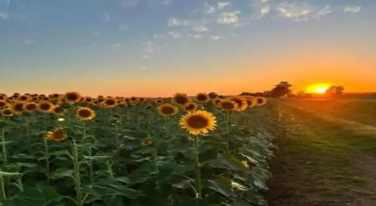 Manor house in Cortona