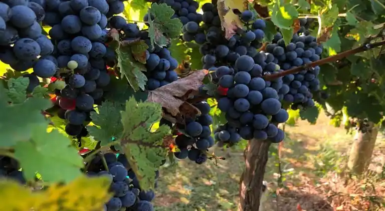 Manor house in Cortona