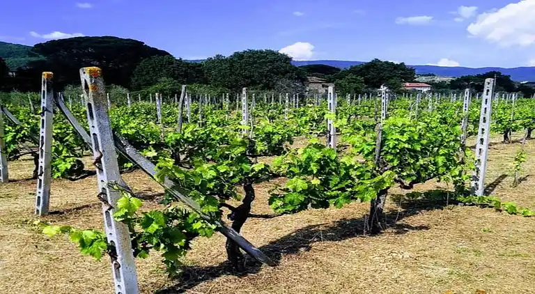 Manor house in Cortona