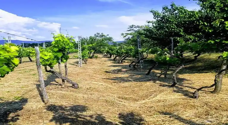 Manor house in Cortona