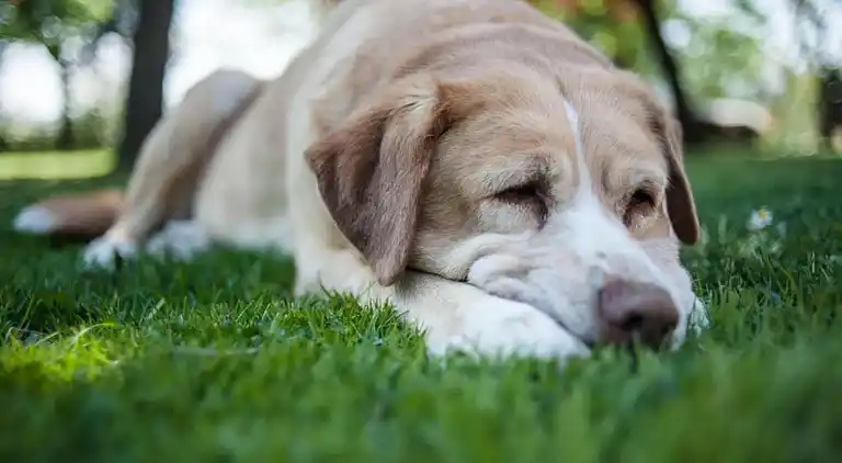 Feriebolig i Foiano della Chiana