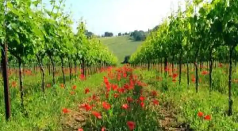 Villa i Marciano della Chiana